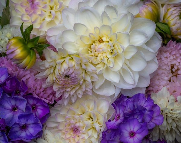 Gulin, Sylvia 아티스트의 USA-Washington State-Pacific Northwest Sammamish Dahlia flowers in bloom작품입니다.